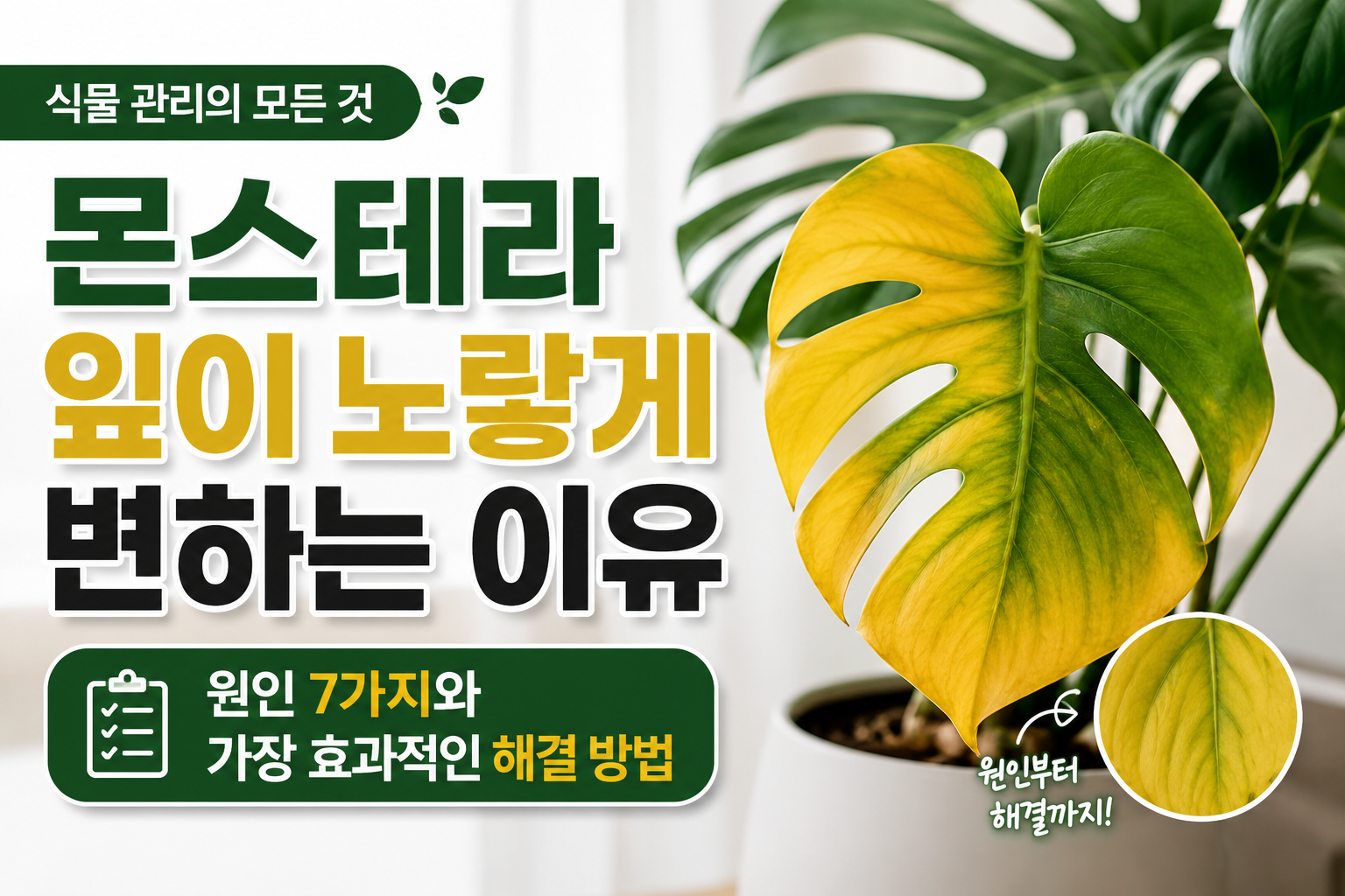 몬스테라 썸네일