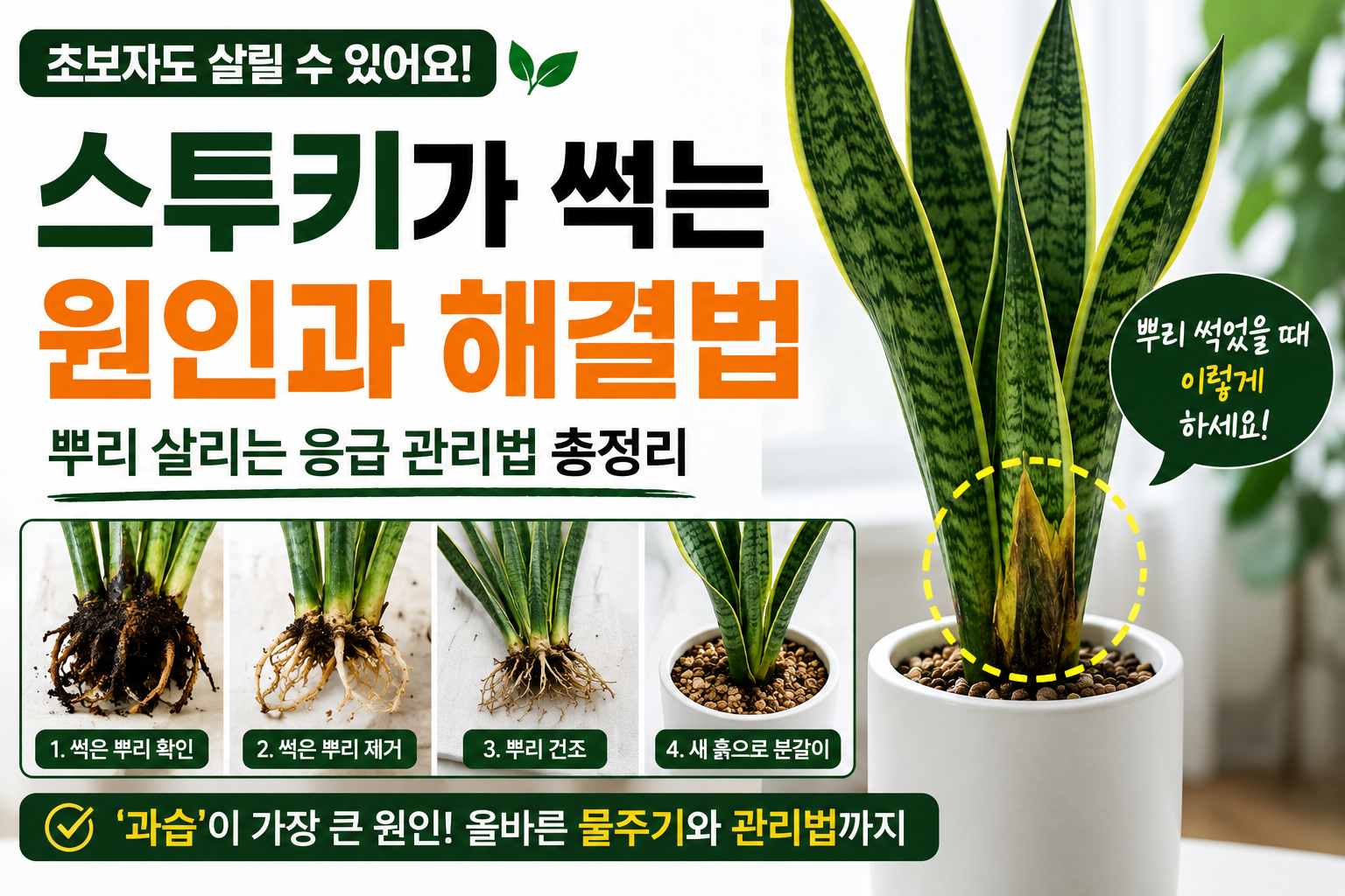 스투키 썸네일