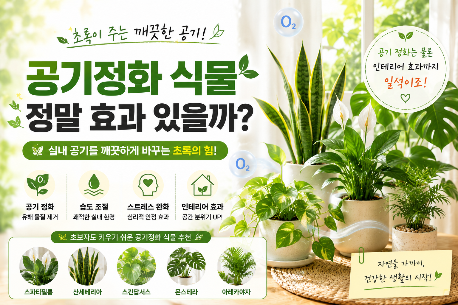 공기정화식물 썸네일